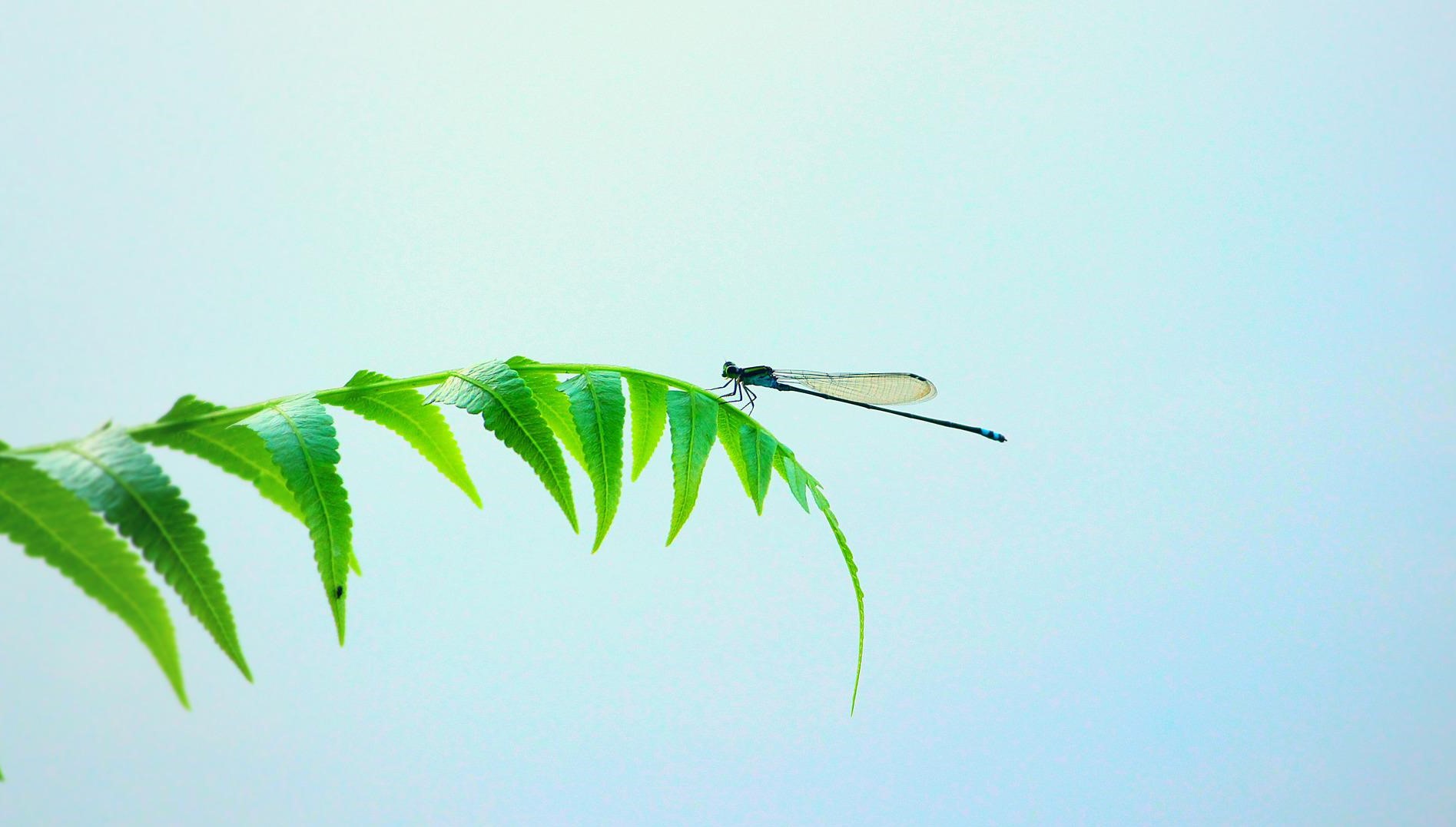 Libelle auf einem Blatt